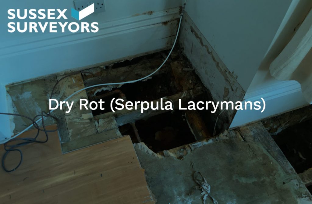 Dry Rot (Serpula Lacrymans)